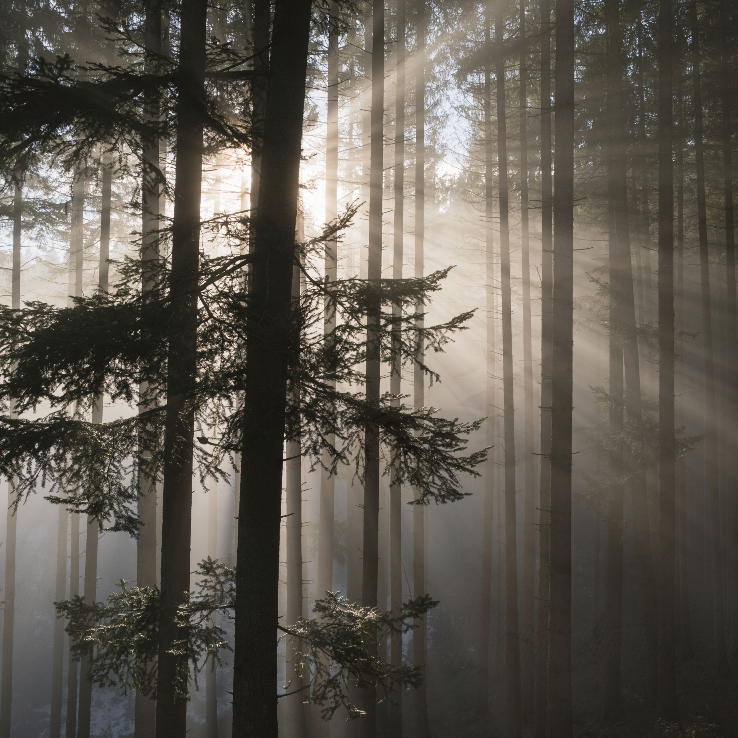Geheime Märchenbibliothek